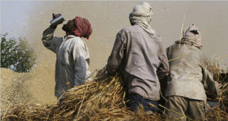 Migrant workers thresh wheat in the Indian state of Punjab. Between 1968 and 1998 production of cereal grains more than doubled in India, and rural poverty rates were cut in half. But in the last 10 years the gains in production have leveled off as a growing population has increased the demand for food and as Indian society has become more affluent. Now, India can no longer feed itself and has been importing food, including seven million tons of wheat in the last two years. Ruth Fremson/The New York Times