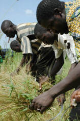 Farmers in Segou. Rice producer Siaka Daou from Niono, 300km north of the capital Bamako, is among those farmers concerned that they will be reduced to being day laborers for foreign-owned concerns. �The way the government is parcelling out land from Office of Niger [region] is worrisome. This will stamp out small producers. We will no longer have land to cultivate and will be forced to work for industrial agriculture producers.�   Photo: Phuong Tran/IRIN