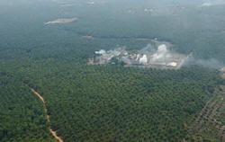 An aerial shot of a palm oil plantation on Sumatra Island. Photo: Jefri Aries/IRIN 