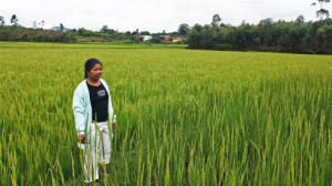 Rosalie Rabodozafy stands in her family�s flourishing rice field. Sambiana, her village, was selectied as one of 14 Millennium Villages, where it was hoped that that a large injection of public investment and foreign aid could boost household incomes, improving savings and local investment.  Now the foreign aid is coming to an end.  Photo: Andreea C�mpeanu/IRIN