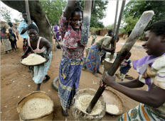 Women in the Dezda district of Malawi pounding corn to make nsima, the thick cornmeal porridge that is the national staple. Malawi's government ignored experts and supplied heavy fertilizer subsidies to farmers, contributing to record-breaking corn harvests. Photo: Evelyn Hockstein/New York Times