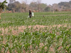 Capturing rainwater for irrigation would contribute to higher agricultural productivity in Malawi. Photo: IRIN