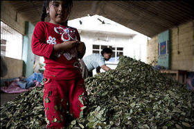 A girl plays in a pile of coca leaves at the coca market in the Bolivian jungle town of Chimore as her mother gathers the leaves together into 50 pound bags. Photo: Evan Abramson/ Washington Post