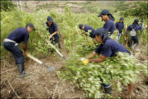 Workers eradicate coca leaf plantations as part of a government counter-narcotics program in El Penol Narino province, August, 14, 2007. After receiving billions in U.S. aid to spray illegal coca crops from the air, Colombia shifted strategy to emphasize more eradication on the ground to attack the bright leaves used to make drugs that end up on European and U.S. streets. Photo: Jose Miguel Gomez/ Reuters