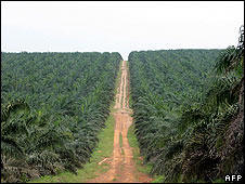 Palm oil is one of the biofuels stirring controversy. Photo: AFP