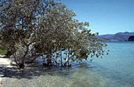 Mangroves protect coastal areas against erosion, cyclones and wind. Mangrove forests provide habitats for many animals like crocodiles and snakes, tigers, deer, otters, dolphins and birds. A wide range of fish and shellfish also depends on these coastal forests. Photo: FAO