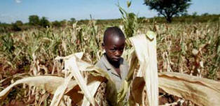A boy stands in parched corn field near Harare, Zimbabwe.  Photo: Associated Press