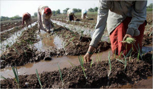 Farmers plant onions in Jalgaon, India. The lack of basic farm equipment and infrastructure has held back production, even as the demand for food has risen greatly. Photo: Kuni Takahashi/New York Times