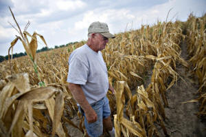 Farmer Albert Walsh walks through a drought-damaged corn field in Carmi, Ill.  Photo: Washington Post