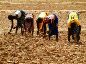Women working in a field in Burkina Faso. Photo: Jennifer Lazuta/IRIN