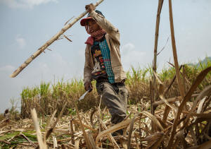  A worker harvesting sugar at a Phnom Penh Sugar plantation. Photo: Thomas Cristofoletti/New York Times&nbsp;