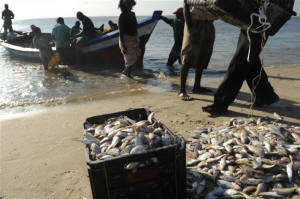 Fisherman unload their boat on the beach.  Photo: Guy Oliver/IRIN