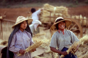 Two omen farmers harvesting grain  in Myanmar.  Photo: FAO