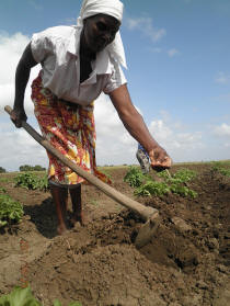 Woman farmer in Zimbabwe. Photo: © Busani Bafana/IPS