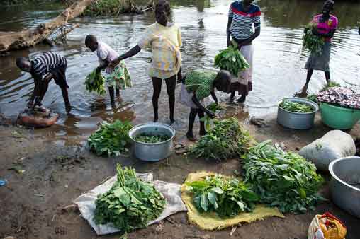 South Sudan, 2016: Girls wash foraged wild greens in a river’s unsafe waters. Photo: © UNICEF/UN25843/Everett