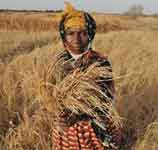 A woman farmer in The Gambia shows a dry tuft of rice in a drought period. Photo: FAO