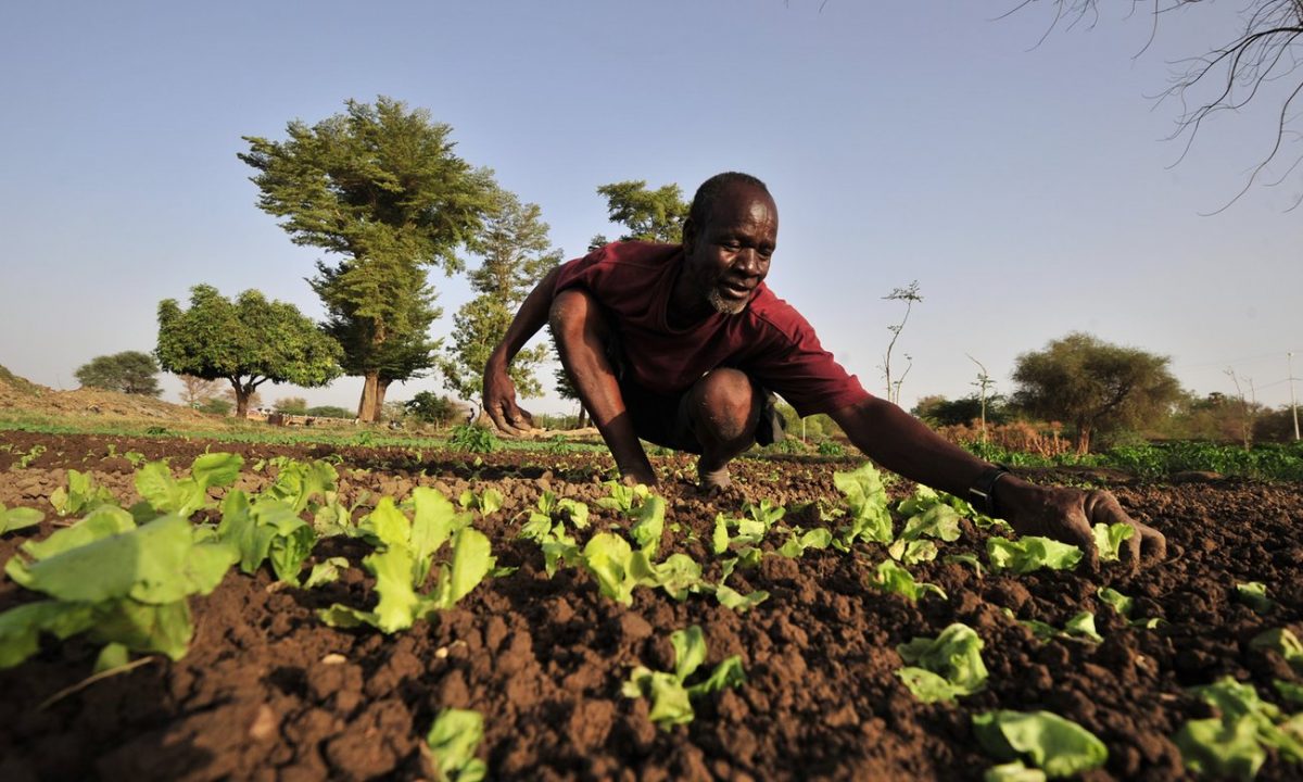 For Africa’s farmers it’s government, not big business, that is key