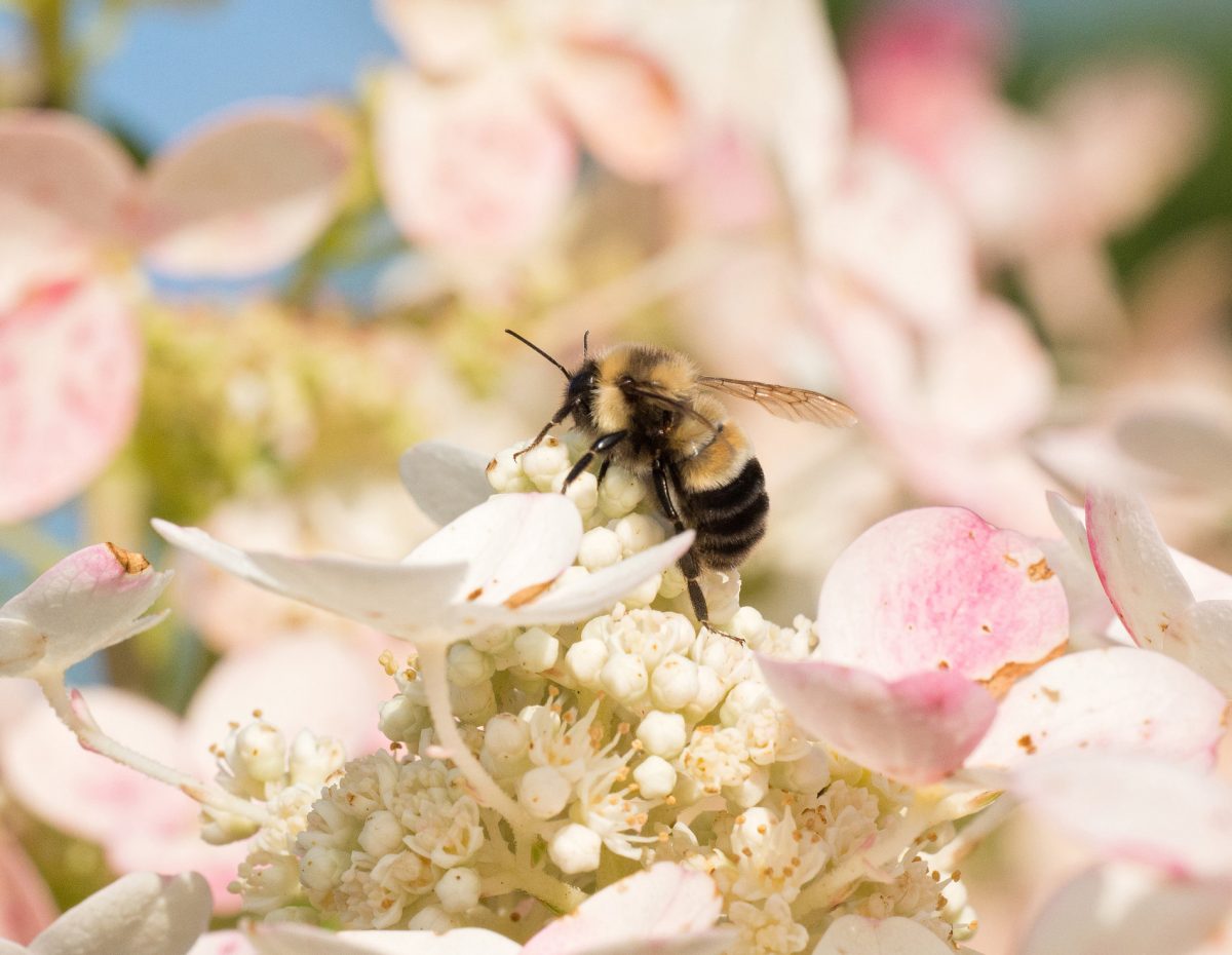A Bumblebee Gets New Protection on Obama’s Way Out
