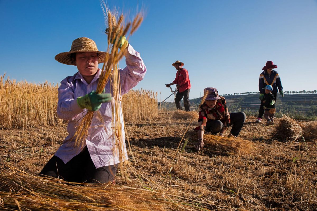 How China Plans to Feed 1.4 Billion Growing Appetites