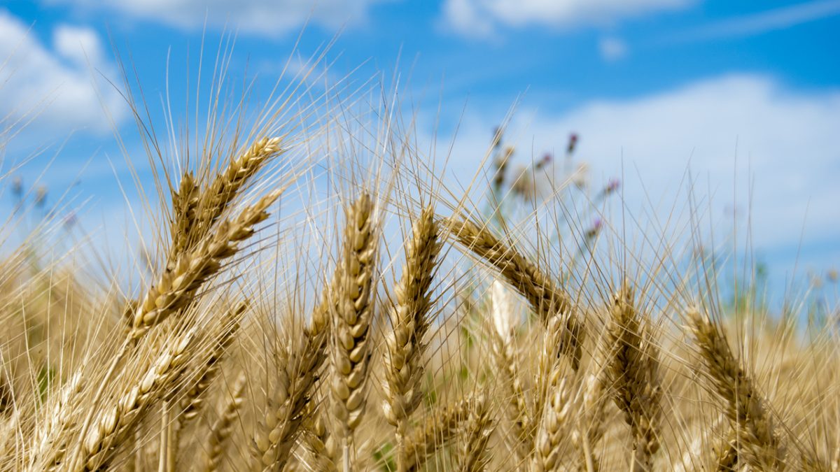 Climate Crisis Contributes to a Rise in World Hunger, UN Report Says