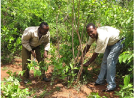 Niger and Sahel use Farmer-Managed Natural Regeneration Increase Yields to Improve Food Security