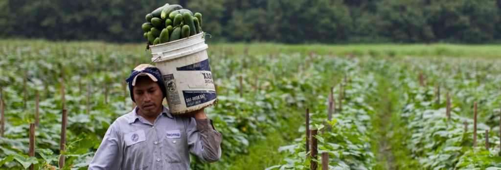 Migrant farmworker harvest cucumbers.